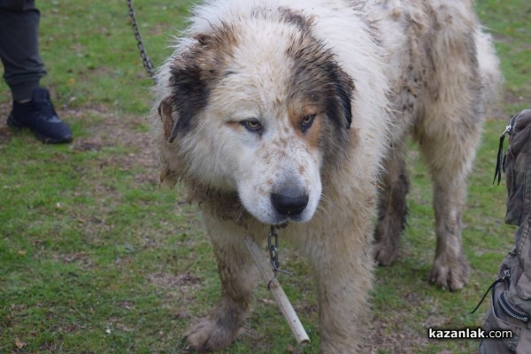 37 чистокръвни каракачански кучета от цялата страната участваха във втората национална киноложка изложба в Казанлък 