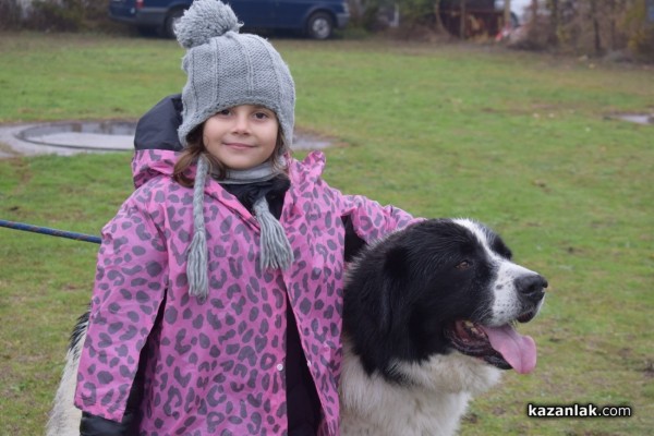 37 чистокръвни каракачански кучета от цялата страната участваха във втората национална киноложка изложба в Казанлък 