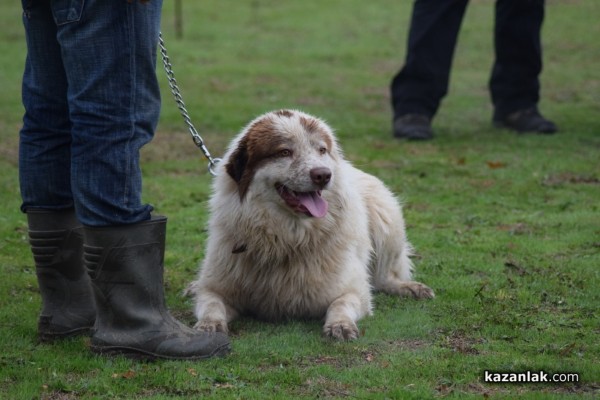 37 чистокръвни каракачански кучета от цялата страната участваха във втората национална киноложка изложба в Казанлък 