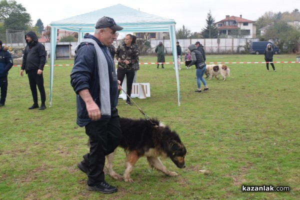 37 чистокръвни каракачански кучета от цялата страната участваха във втората национална киноложка изложба в Казанлък 