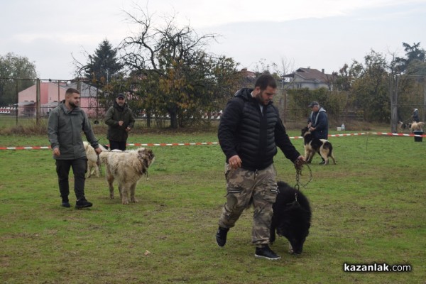 37 чистокръвни каракачански кучета от цялата страната участваха във втората национална киноложка изложба в Казанлък 