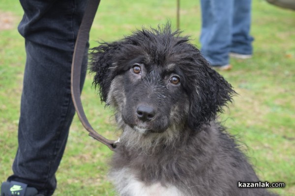 37 чистокръвни каракачански кучета от цялата страната участваха във втората национална киноложка изложба в Казанлък 