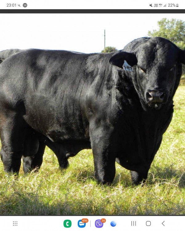 Само за ценители! Отваря врати кулинарен щанд с превъзходно телешко в центъра на Казанлък