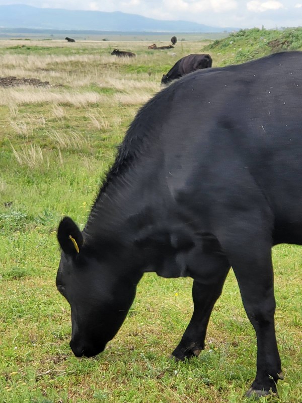 Само за ценители! Отваря врати кулинарен щанд с превъзходно телешко в центъра на Казанлък