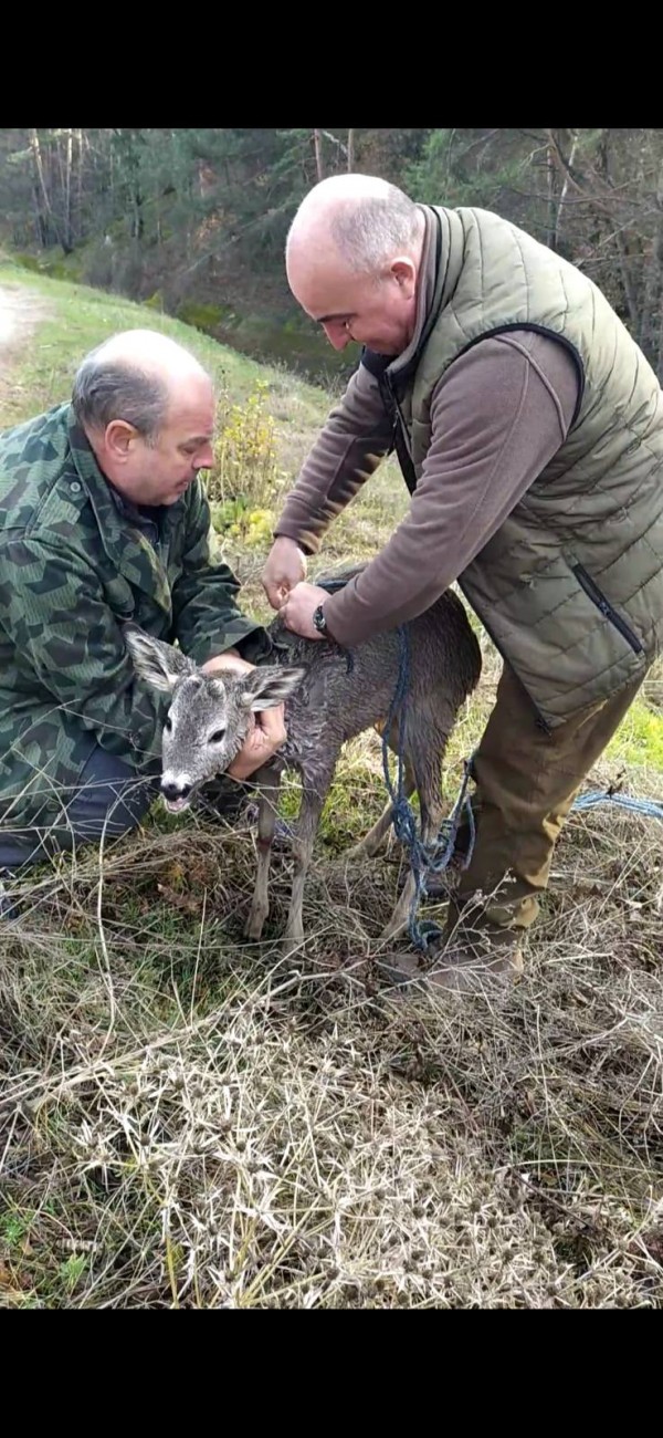 Горски служители спасиха сръндак, паднал в напоителен канал на язовир “Копринка“