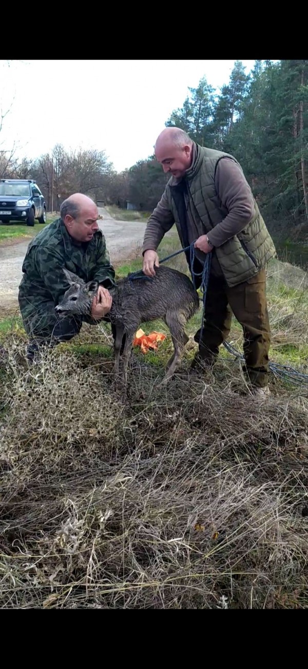 Горски служители спасиха сръндак, паднал в напоителен канал на язовир “Копринка“
