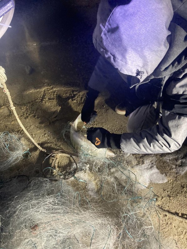 60 риби бяха спасени от мрежите на бракониер на яз. Копринка