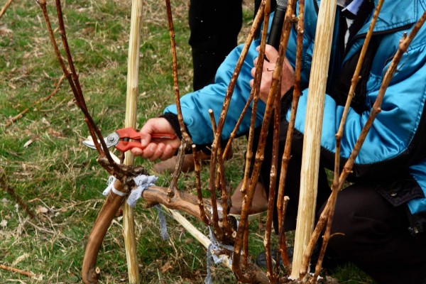 По стар обичай, Шипка отбеляза Трифон Зарезан