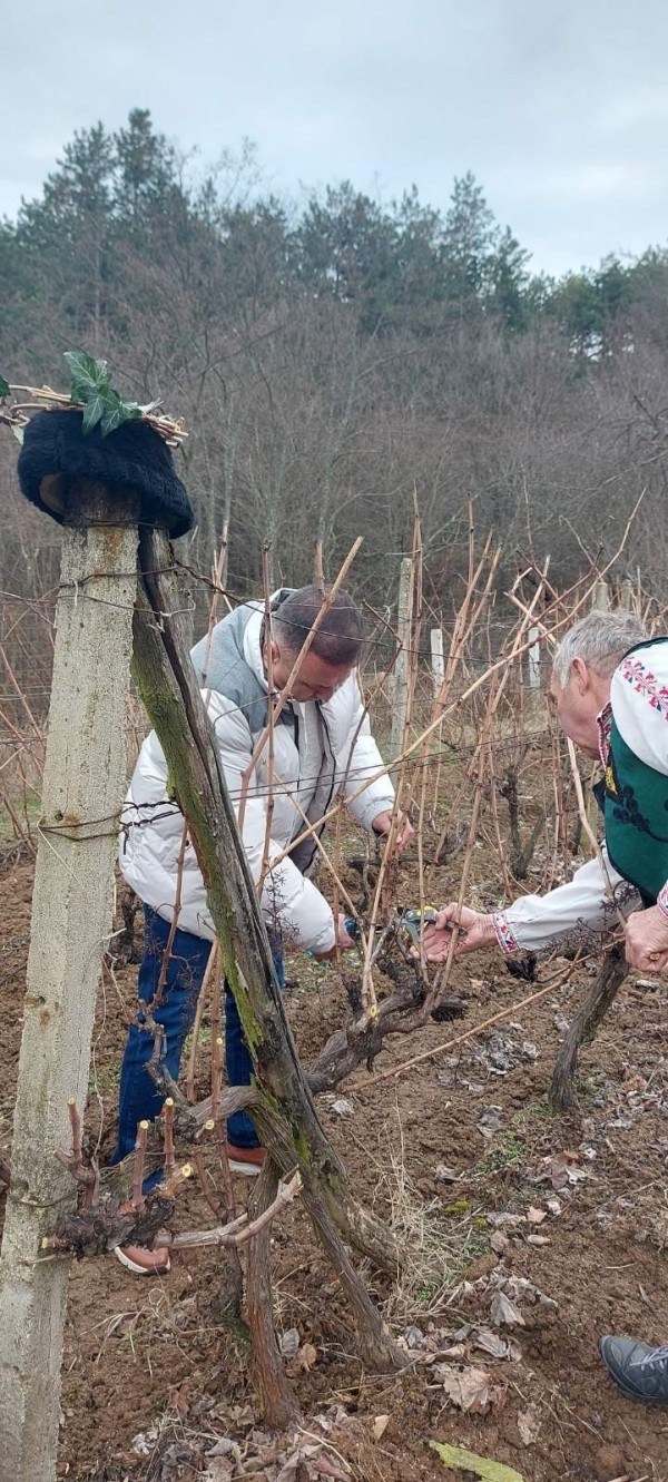За първи път в община Павел баня ритуално зарязаха лозята 