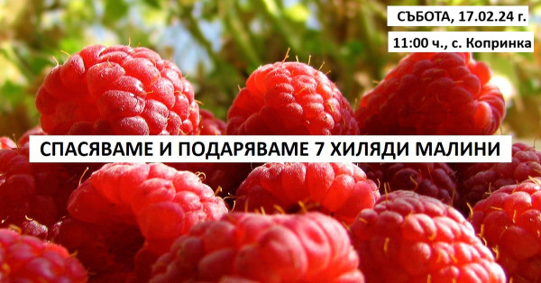 Хиляди малини ще бъдат подарени тази събота в Копринка / Новини от Казанлък