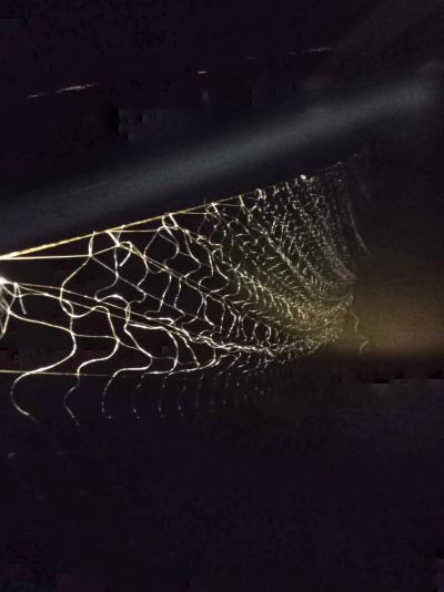 Инспекторите на ИАРА върнаха в язовир “Жребчево“ над 50 кг риба