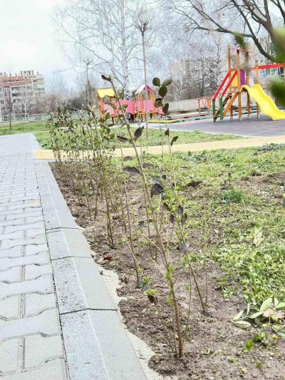 Близо 300 храсти и зелена растителност засади Ротари клуб – Казанлък в две детски градини в града