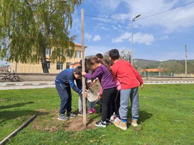 Служители на ТП „ДЛС Мазалат” залесиха с дръвчета в селата Тъжа, Манолово, Осетеново и Александрово