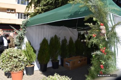 Хиляди фиданки раздадоха днес горските служители в центъра на Казналък