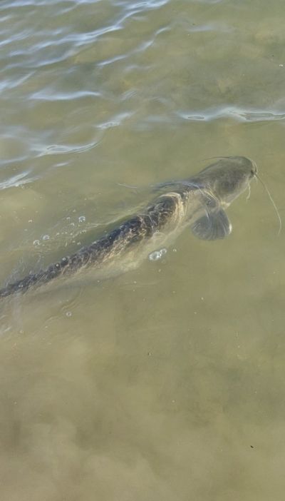 Рибарка улови 4 сома за 4 дни във водите на язовир „Копринка“ 