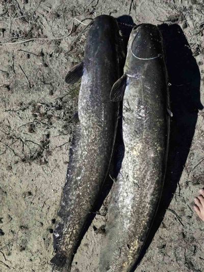 Рибарка улови 4 сома за 4 дни във водите на язовир „Копринка“ 