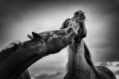 3 златни, 4 сребърни и 1 бронзов медал завоюваха фотографиите на Тодор Тилев в международен конкурс  / Новини от Казанлък