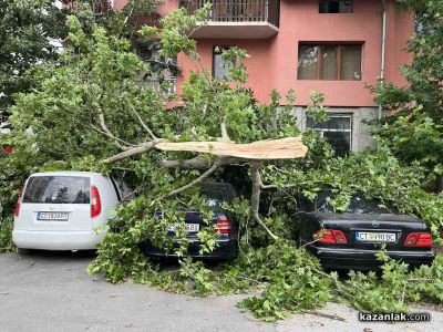 Дърво се стовари над 3 автомобила в Казанлък / Новини от Казанлък