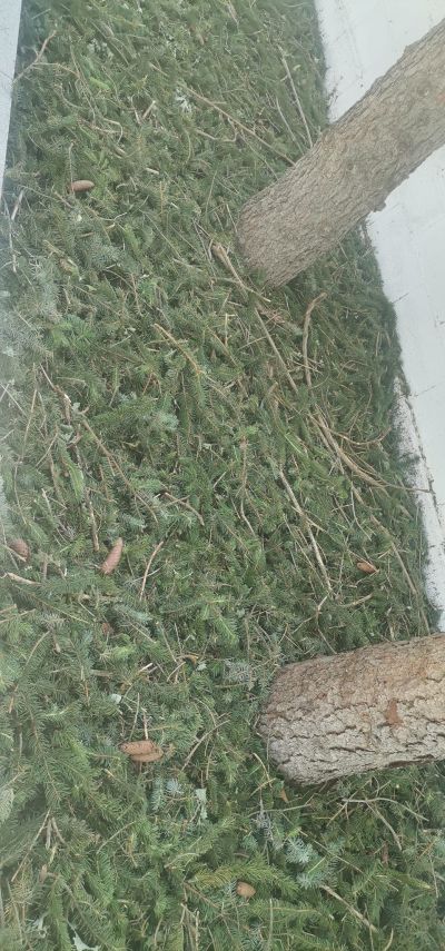 Ученици от ПХГ „ Св. Св. Кирил и Методий“ помагат във възстановяването на град Шипка след страшната буря