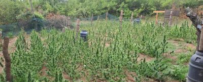 Над 500 растения от рода на конопа иззеха криминалисти от РУ-Казанлък