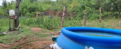 Над 500 растения от рода на конопа иззеха криминалисти от РУ-Казанлък