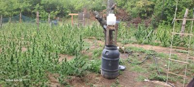 Изправят пред съда двамата казанлъчани, отглеждали 519 растения марихуана