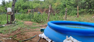 Изправят пред съда двамата казанлъчани, отглеждали 519 растения марихуана