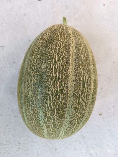 Пъпеш гигант отгледаха в с. Долно Изворово