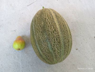 Пъпеш гигант отгледаха в с. Долно Изворово