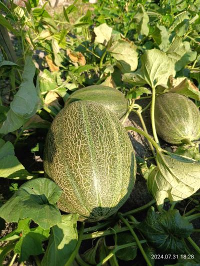 Пъпеш гигант отгледаха в с. Долно Изворово