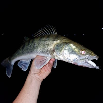 Огромни риби излизат на язовир Копринка / Видео и снимки 