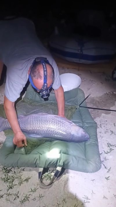 Огромни риби излизат на язовир Копринка / Видео и снимки 