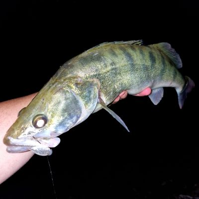 Огромни риби излизат на язовир Копринка / Видео и снимки 