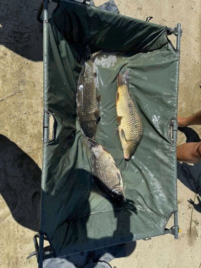 Огромни риби излизат на язовир Копринка / Видео и снимки 