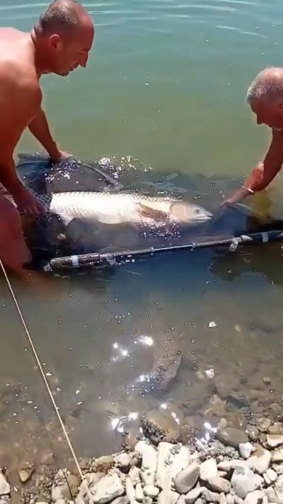 Огромни риби излизат на язовир Копринка / Видео и снимки 