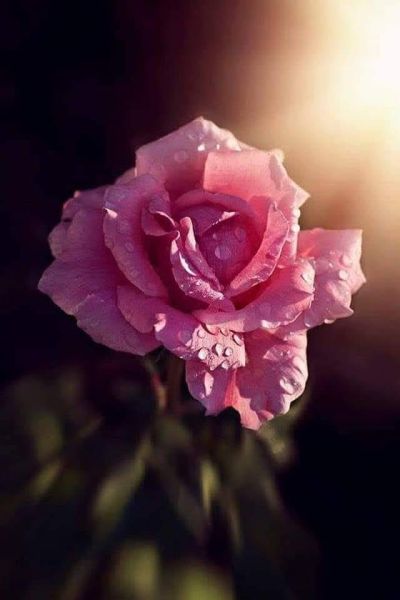 Краеведското общество в Енина и г-н Гриша Горецов продължават да почитат историческата памет на селото и общината