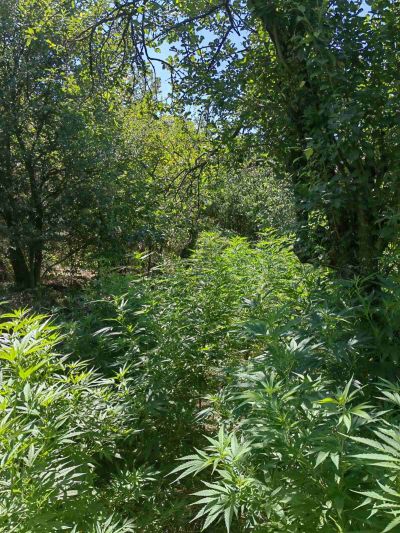 Полицията откри градина от марихуана с поливна система в изоставена вила в Казанлък