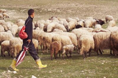 Спор между пастир и земеделци завърши с арест  / Новини от Казанлък