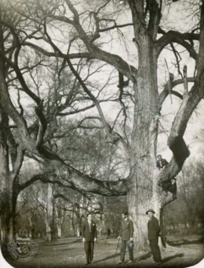 Казанлъшка продукция печели 5 награди от изложение на орехови ядки през далечната 1931 г.