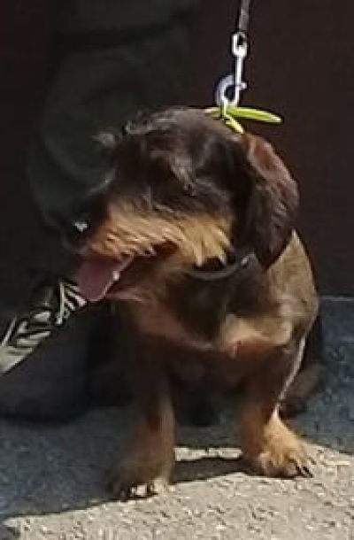 Турнир по ловна стрелба в памет на четириногия талисман на КЛС “Балиста“ се състоя в Казанлък