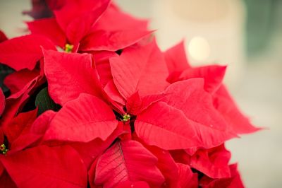 Коледната звезда - историята на най-популярното зимно цвете и идеи за лесна украса