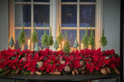 Коледната звезда - историята на най-популярното зимно цвете и идеи за лесна украса