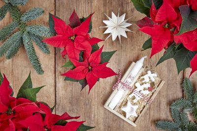 Коледната звезда - историята на най-популярното зимно цвете и идеи за лесна украса