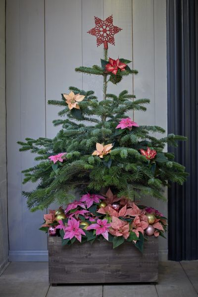 Коледната звезда - историята на най-популярното зимно цвете и идеи за лесна украса