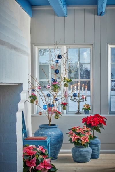 Коледната звезда - историята на най-популярното зимно цвете и идеи за лесна украса