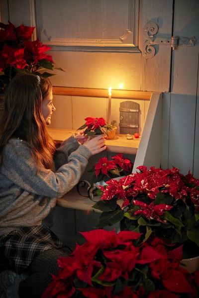 Коледната звезда - историята на най-популярното зимно цвете и идеи за лесна украса