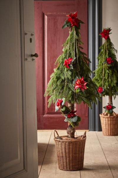 Коледната звезда - историята на най-популярното зимно цвете и идеи за лесна украса