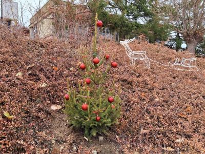 Шипка засия в коледни светлини