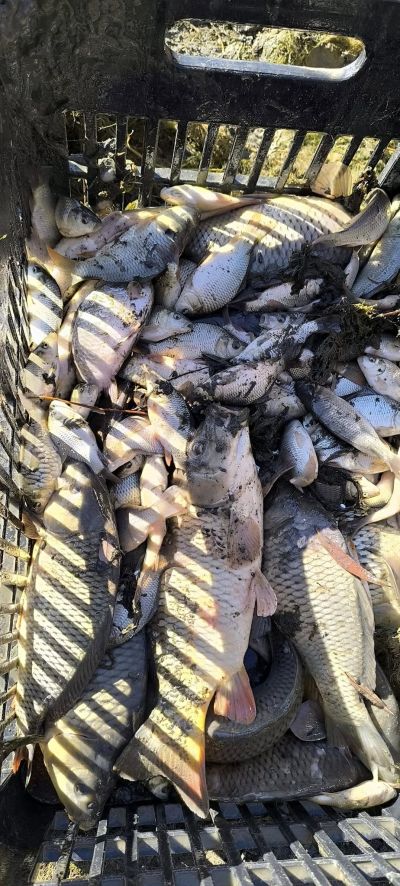 33 600 шаранчета заплуваха във водите на язовир Копринка