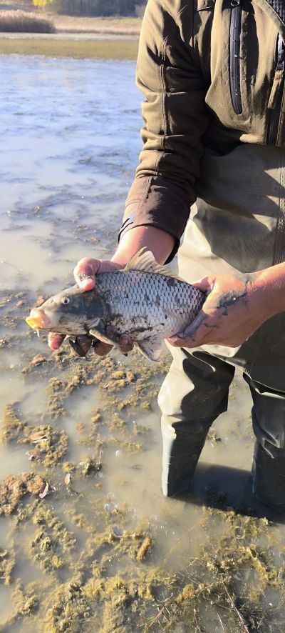 33 600 шаранчета заплуваха във водите на язовир Копринка